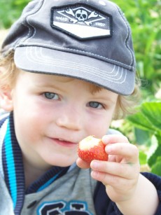 Frische Erdbeeren - da muss man einfach kosten!