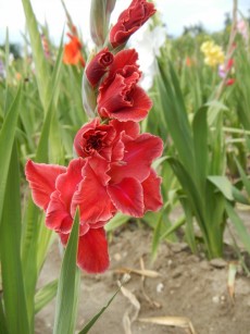 Gladiolen in den unterschiedlichsten Farben