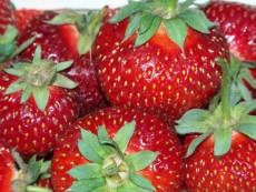 frische Erdbeeren