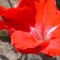 Gladiole (Schwertblume)