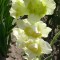 Gladiole (Schwertblume)