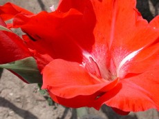 Gladiolen gibt es in vielen Farben