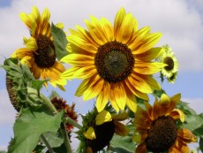 Sonnenblumen in großer Vielfalt