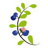 Erste blaue Früchte