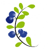 Haupternte