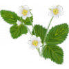 Bl&uuml;te
