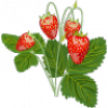 Haupternte