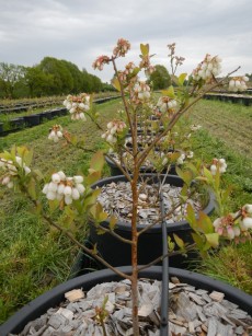 blühende Heidelbeeren