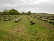 kleine Heidelbeerplantage