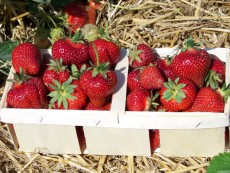 gesunde natürliche Erdbeeren