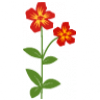Volle Blüte Volle Blüte