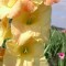 Gladiole (Schwertblume)