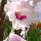 Gladiole (Schwertblume)