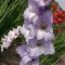 Gladiole (Schwertblume)