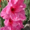 Gladiole (Schwertblume)