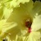 Gladiole (Schwertblume)