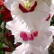 Gladiole (Schwertblume)