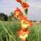 Gladiole (Schwertblume)