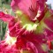 Gladiole (Schwertblume)