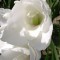 Gladiole (Schwertblume)