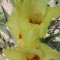 Gladiole (Schwertblume)