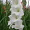 Gladiole (Schwertblume)