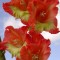 Gladiole (Schwertblume)