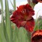 Gladiole (Schwertblume)