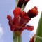 Gladiole (Schwertblume)