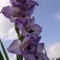 Gladiole (Schwertblume)