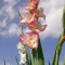 Gladiole (Schwertblume)