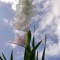 Gladiole (Schwertblume)