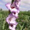 Gladiole (Schwertblume)