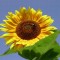 Sonnenblume