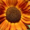 Sonnenblume