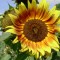 Sonnenblume