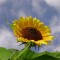 Sonnenblume