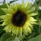Sonnenblume