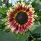 Sonnenblume